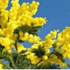 Seed-Top 100 Seeds Acacia Silver Wattle Yellow Mimosa Fresh