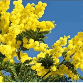 Seed-Top 100 Seeds Acacia Silver Wattle Yellow Mimosa Fresh