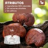 BULK SUPERFOODS Extracto de Reishi Orgánico en Polvo Adaptógeno