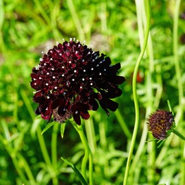Outsidepride Scabiosa Purple - 200 Seeds