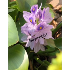 TWO Water Hyacinth Pond Plant Floating Pond Plants  Healthy Bunch