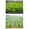 Leap Raupe Seedling Pot, Seedling Pot, Non-woven Pot, Non-woven Planter,