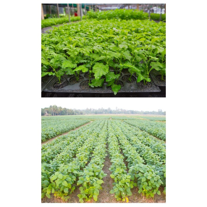 Leap Raupe Seedling Pot, Seedling Pot, Non-woven Pot, Non-woven Planter,