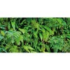 AWERT 60x24 inches Tropical Terrarium Background Tropical Plants Leaves Aquarium