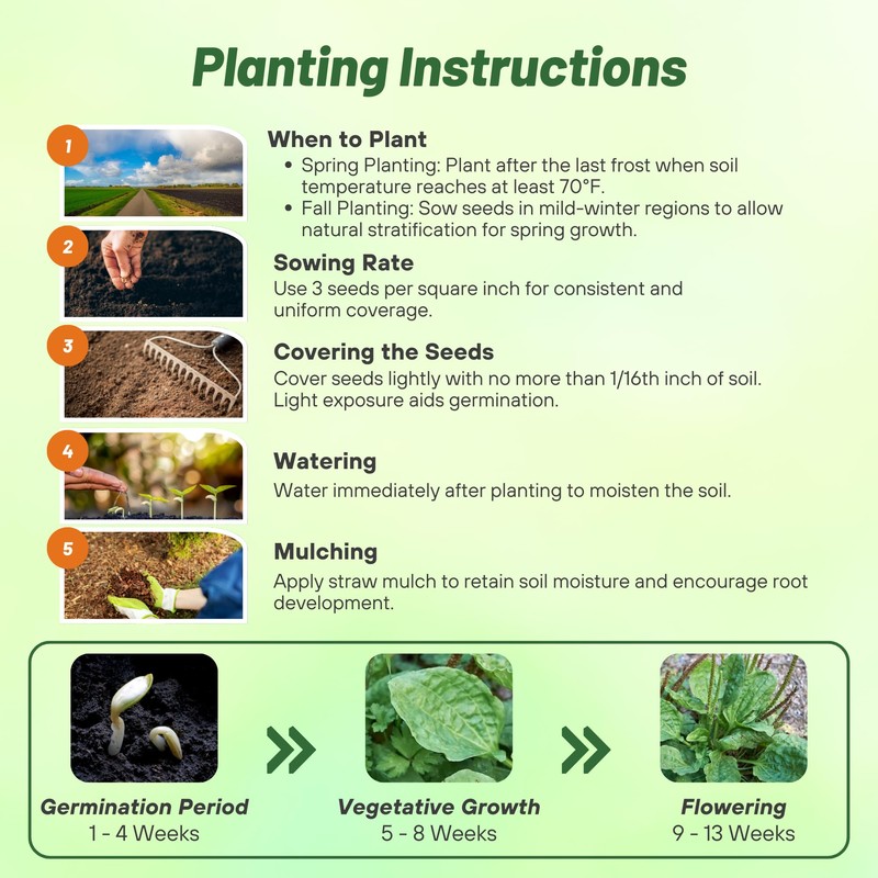 Outsidepride Common Green Plantain Seeds for Planting - 5,000 Pcs