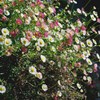 Outsidepride Erigeron Karvinskianus - 1000 Seeds