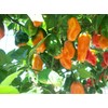 Viridis Hortus - 100 x Habanero Caribbean Orange Chilli Pepper