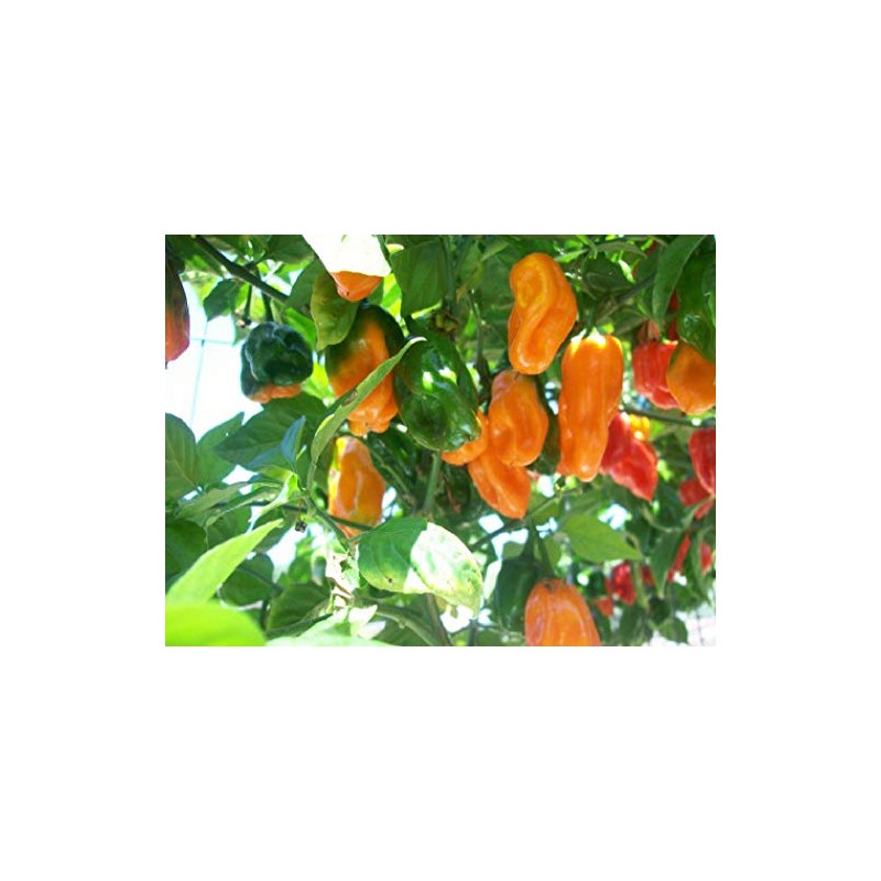 Viridis Hortus - 100 x Habanero Caribbean Orange Chilli Pepper