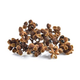 Pfefferbraut Nepalese Himalaya Timut Pepper 50 g - Captivating Scent of Grapefruit and Lemon - Botanical Relative of Chinese Szechuan Pepper