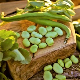 TomorrowSeeds Broad Windsor Fava Bean Seeds | Buttery Broad Beans Healthy Giant Faba Seed 2025