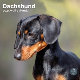 Baker and Bray Dachshund Calendar 2025, Large Square Wall Calendar, 16 Month, Dachshund Gift Dog Calendar.
