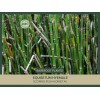 Equisetum hyemale | Scouring-rush Horsetail | Bareroot | Ancient |