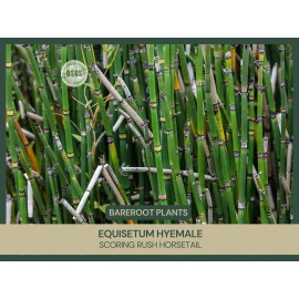 Equisetum hyemale | Scouring-rush Horsetail | Bareroot | Ancient | Pond | Water