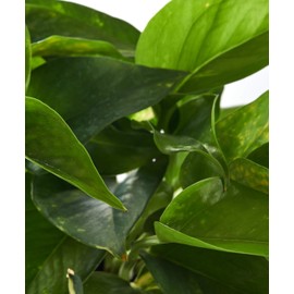 Shop Succulents | Vining Collection | Hand Selected, Air Purifying Easy Care Live Indoor/Outdoor Variety of House Plant in 4" Grow Pot, Spider & Pothos, 4-Inch