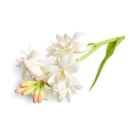 Geodesis Tuberose Refresher Oil 15ml Tuberose