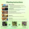Outsidepride Milk Thistle Seeds - 200 Pcs Biennal, Hardy &