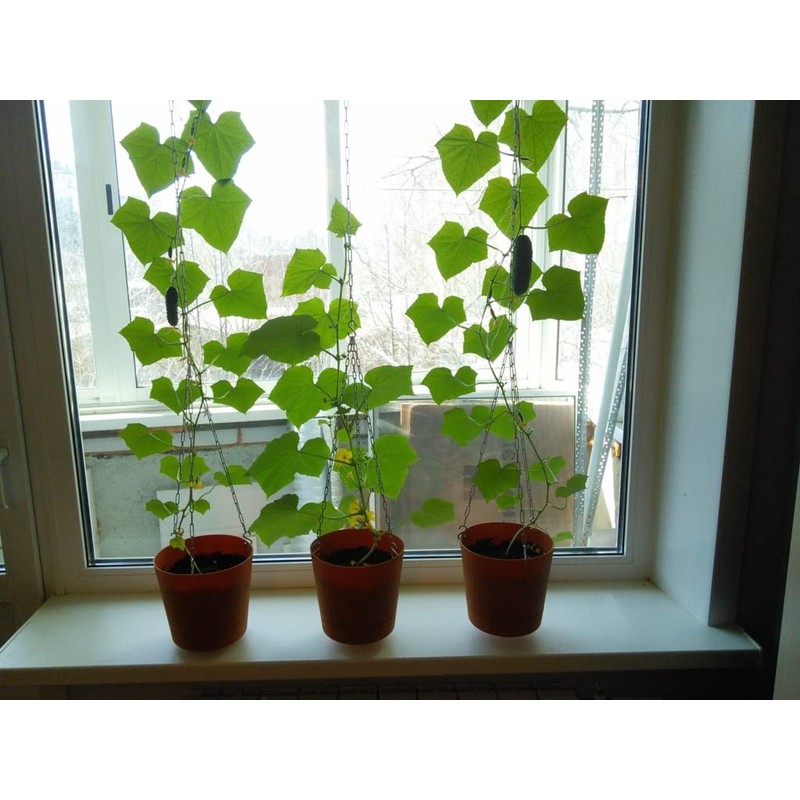 22Day Seeds: Seeds Self-Pollinated Cucumber Indoor F1 / Indoor /