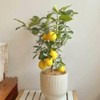 70 Seeds Lemon Trees Dwarf Lemon Bonsai. Perfume Lemon All-in-One