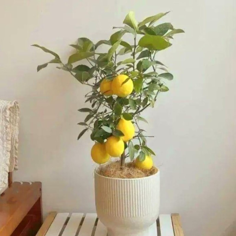 70 Seeds Lemon Trees Dwarf Lemon Bonsai. Perfume Lemon All-in-One