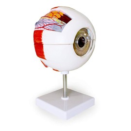 Vision Scientific VAE403-A 6X Eye Model 6 Parts | Shows Optic Nerves | Muscles in Natural Position & Bony Orbit | Dissected Horizontal Plane Reveals Cornea, Iris, Lens & Vitreous Body | W Key Card