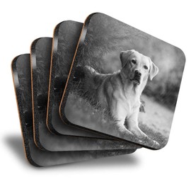 Destination Vinyl ltd Great Coasters (Set of 4) Square - BW - Labrador Retriever Dog Pet Drink Glossy Coasters/Tabletop Protection for Any Table Type #43118