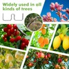 LXYYDS Pack of 30 Branch Separators for Fruit Trees, (8/10/13