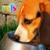 Plato De Acero Inoxidable Perro 8oz Fancy Antiderrapante