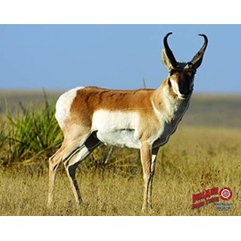 Duramesh Archery Targets Antelope, DM201 / DM401 (48"x40")