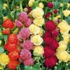 22Day Seeds: Seeds 'Chater's Double' Hollyhock Mix/Perennial Flowers