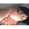 Curricanes Señuelos Moscas Para Mar - Bonefish Special