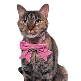 KioKatt Princess Sparkle Bow Cat Collar – Glitter Velvet Breakaway Collar with Sparkly Heart Gem (Pink)