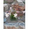 Lilium formosanum v. pricei | Dwarf Formosa Lily | 100