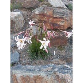 Lilium formosanum v. pricei | Dwarf Formosa Lily | 100 Seeds
