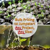 Dun Pea Microgreens Seeds – 1 Lb (~2,300 Seeds) –