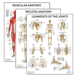Anatomy Lab 3 PACK Muscular, Skeletal, and Ligaments of the Joints Human Anatomy Poster Set, LAMINATED, Anatomy and Physiology Posters, 17.3 x 22.5 Inches, Muscles Diagram, Skeletal System, Made