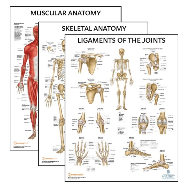 Anatomy Lab 3 PACK Muscular, Skeletal, and Ligaments of the