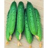 22Day Seeds: Seeds Self-Pollinated Cucumber April F1 / Indoor /
