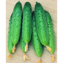 22Day Seeds: Seeds Self-Pollinated Cucumber April F1 / Indoor / 45 Days/Non GMO/Hybrid