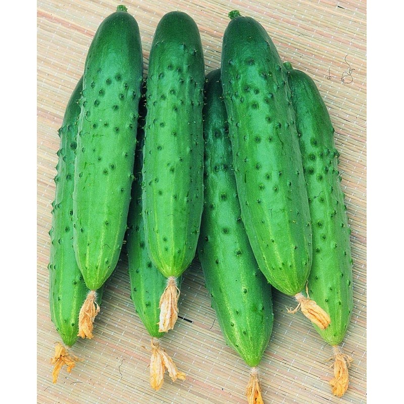 22Day Seeds: Seeds Self-Pollinated Cucumber April F1 / Indoor /