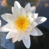 3 Pack Live Hardy Water Lilies Pre-Grown Tuber Rhizome Yellow,