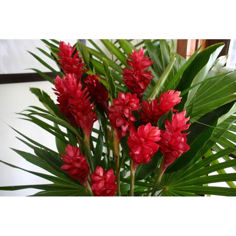 Hawaiian RED Ginger Plant 2" Pot ~ Grow Hawaii
