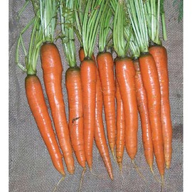 3,000 Imperator 58 Carrot Seeds for Planting Microgreens Organic Non GMO Heirloom