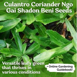 KVITER 1000 Culantro Seeds (Eryngium Foetidum) – Mexican Coriander Seeds/Semillas de Culantro/Recao/Chadon Beni Heirloom Seeds Non GMO Organic – Herb Seeds for Planting Outdoors & Indoor Garden