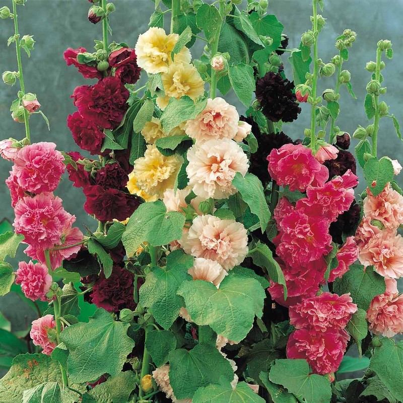 Seeds4planting - Seeds Chater's Hollyhock Double Mix Perennial Flowers