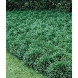 50 MONDO GRASS bare Rooted Ophiopogon japonicus Liriope
