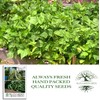 Provider Bush Green Bean Seeds (Phaseolus vulgaris) – 30+ Non-GMO