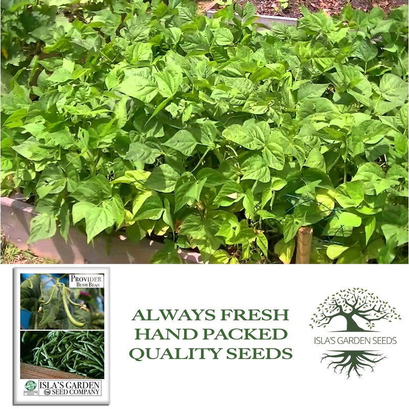 Provider Bush Green Bean Seeds (Phaseolus vulgaris) – 30+ Non-GMO
