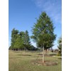 Willow Oak Tree | 10 Live Plants | Quercus Phellos