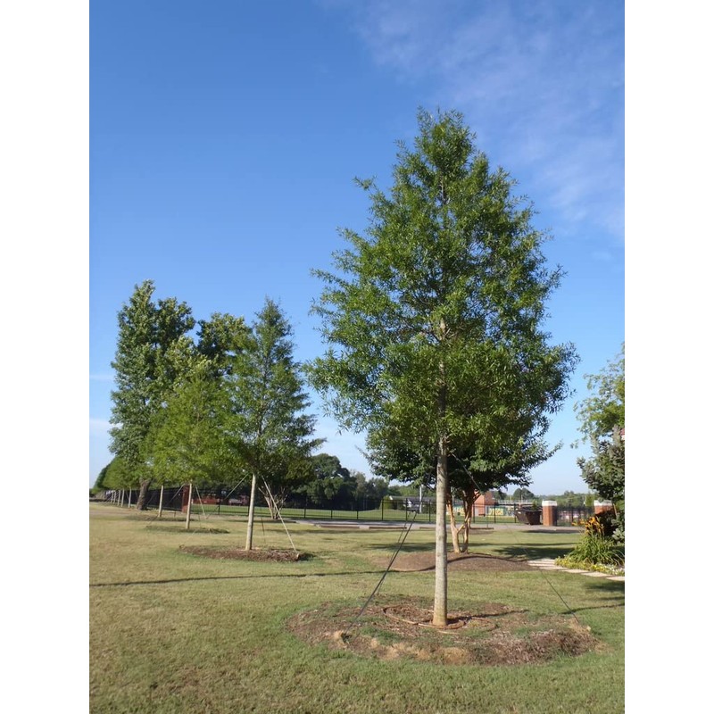 Willow Oak Tree | 10 Live Plants | Quercus Phellos