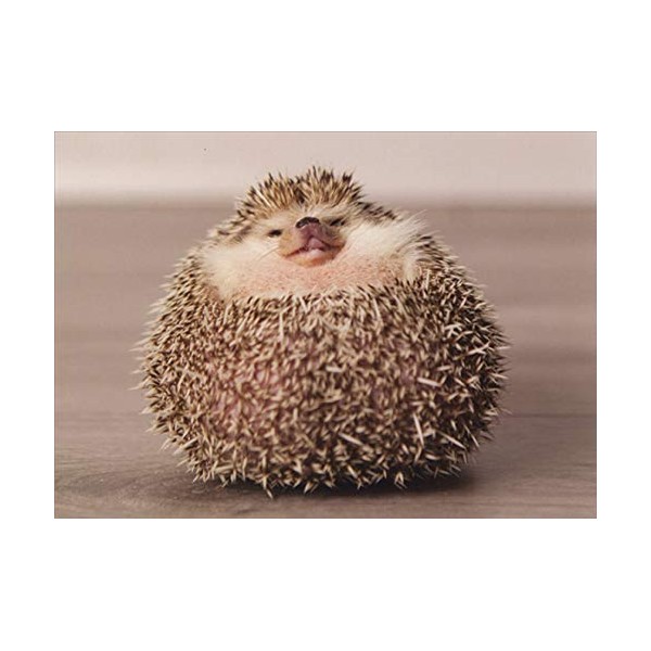 Designer Greetings Puffy Hedgehog Funny/Humorous Birthday Card